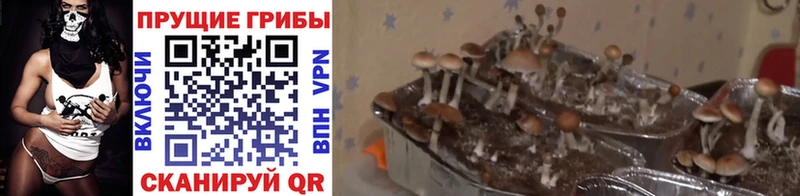 Галлюциногенные грибы Magic Shrooms  Лыткарино 